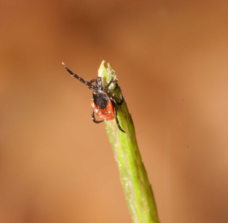Laboratory repellency does not show that a shrub changes backyard movement