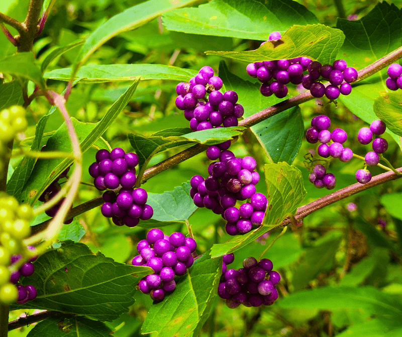 Laboratory tests found tick-repellent activity in isolated leaf compounds