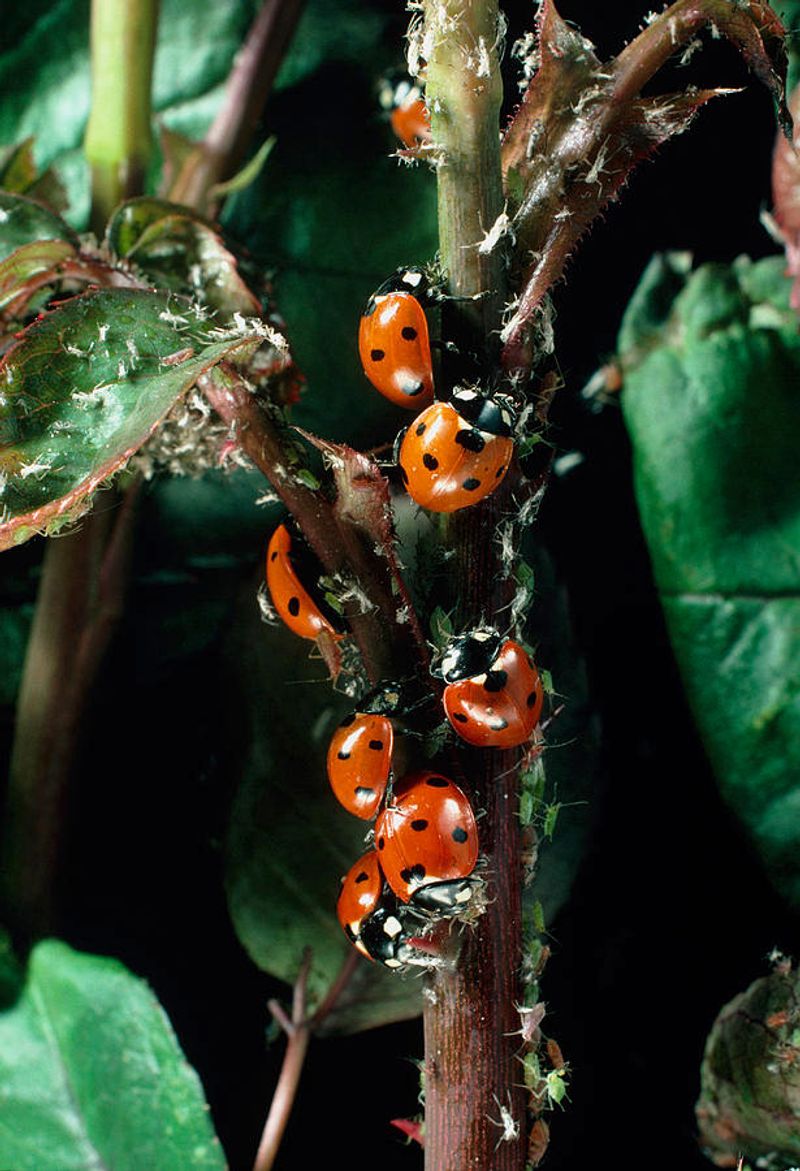 Lady beetles can help, but they will not guarantee a summer-long cleanup