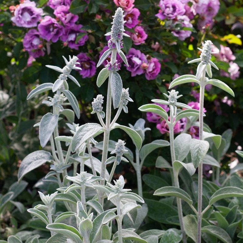 Lamb's Ear