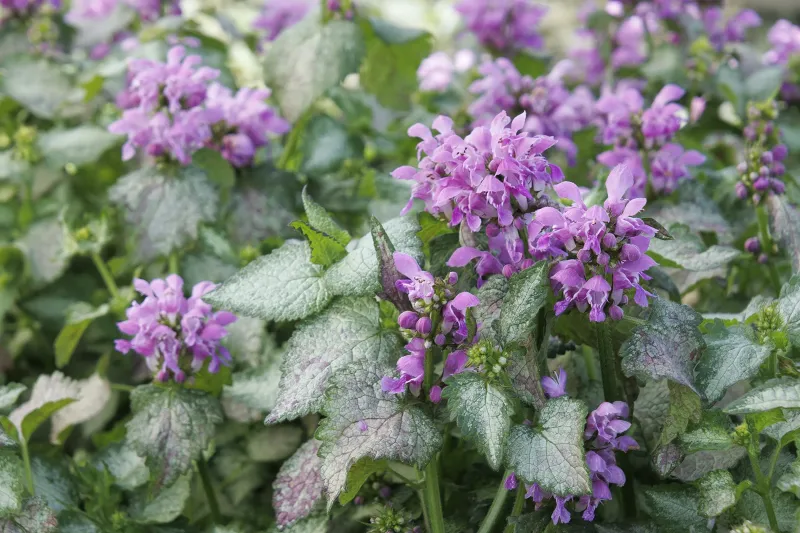 Lamium (Spotted Dead Nettle) Lamium (Spotted Dead Nettle)