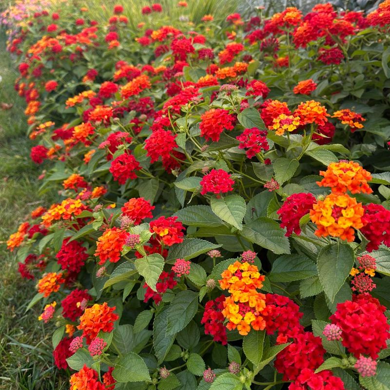 Lantana Lantana