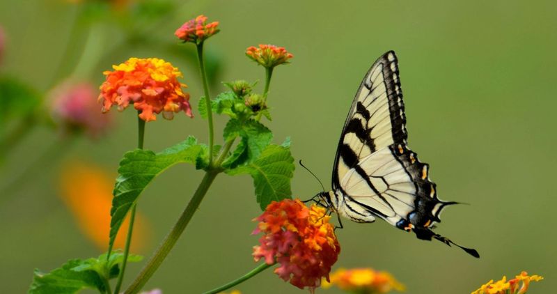 Lantana