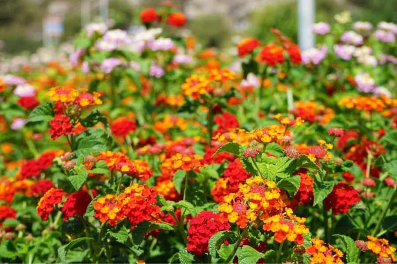 Lantana