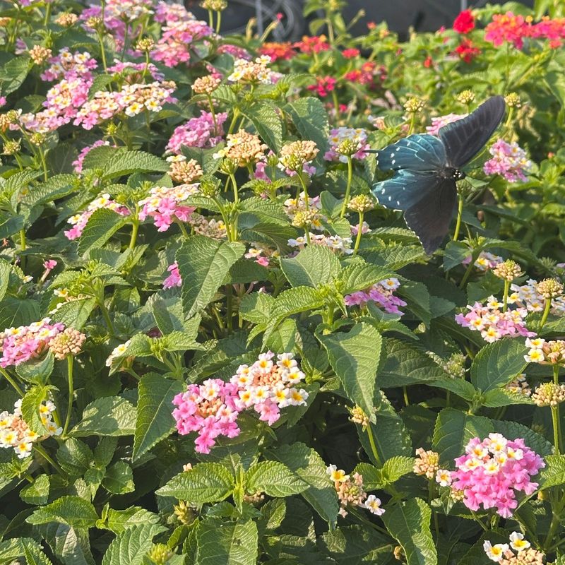 Lantana