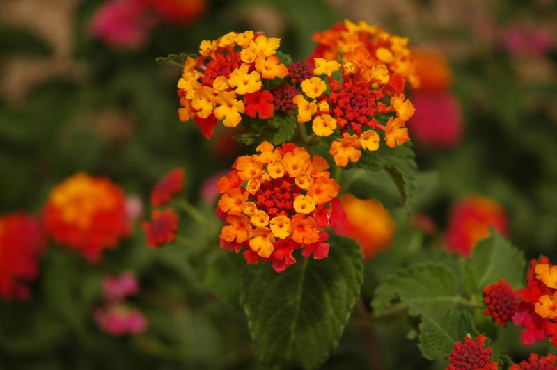 Lantana