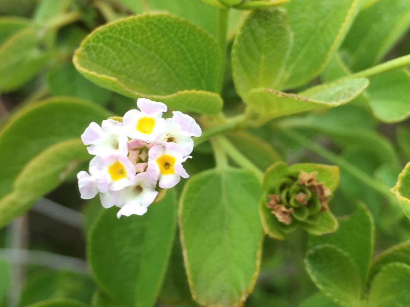 Lantana Involucrata