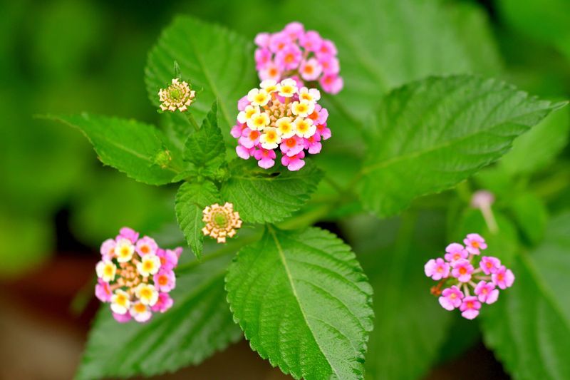 Lantana camara