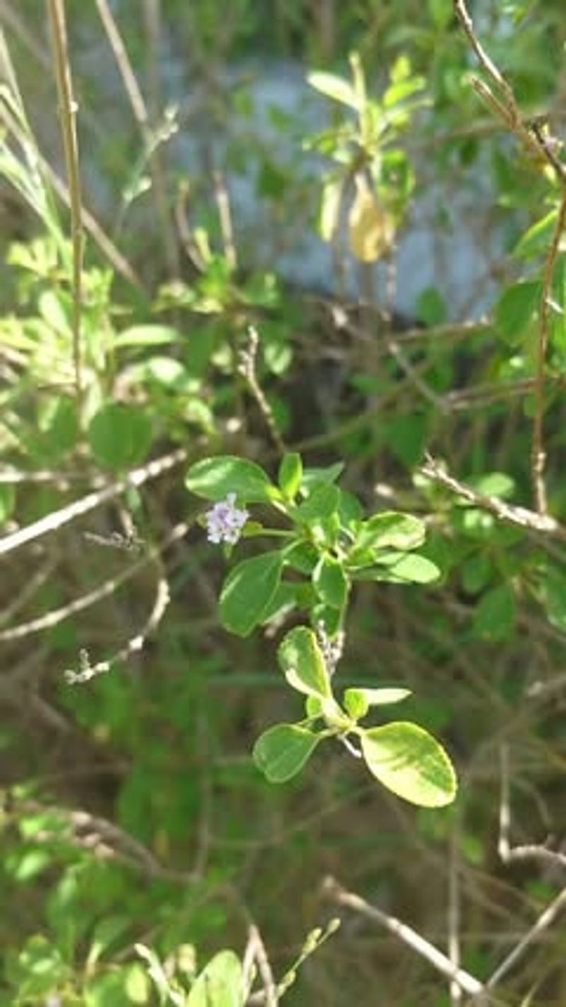 Lantana replaced with buttonsage