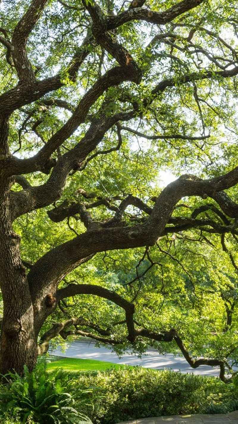 Large trees provide the yard’s strongest habitat foundation