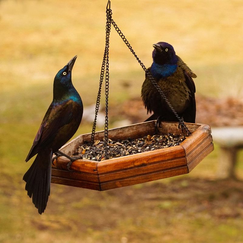 Larger Aggressive Birds