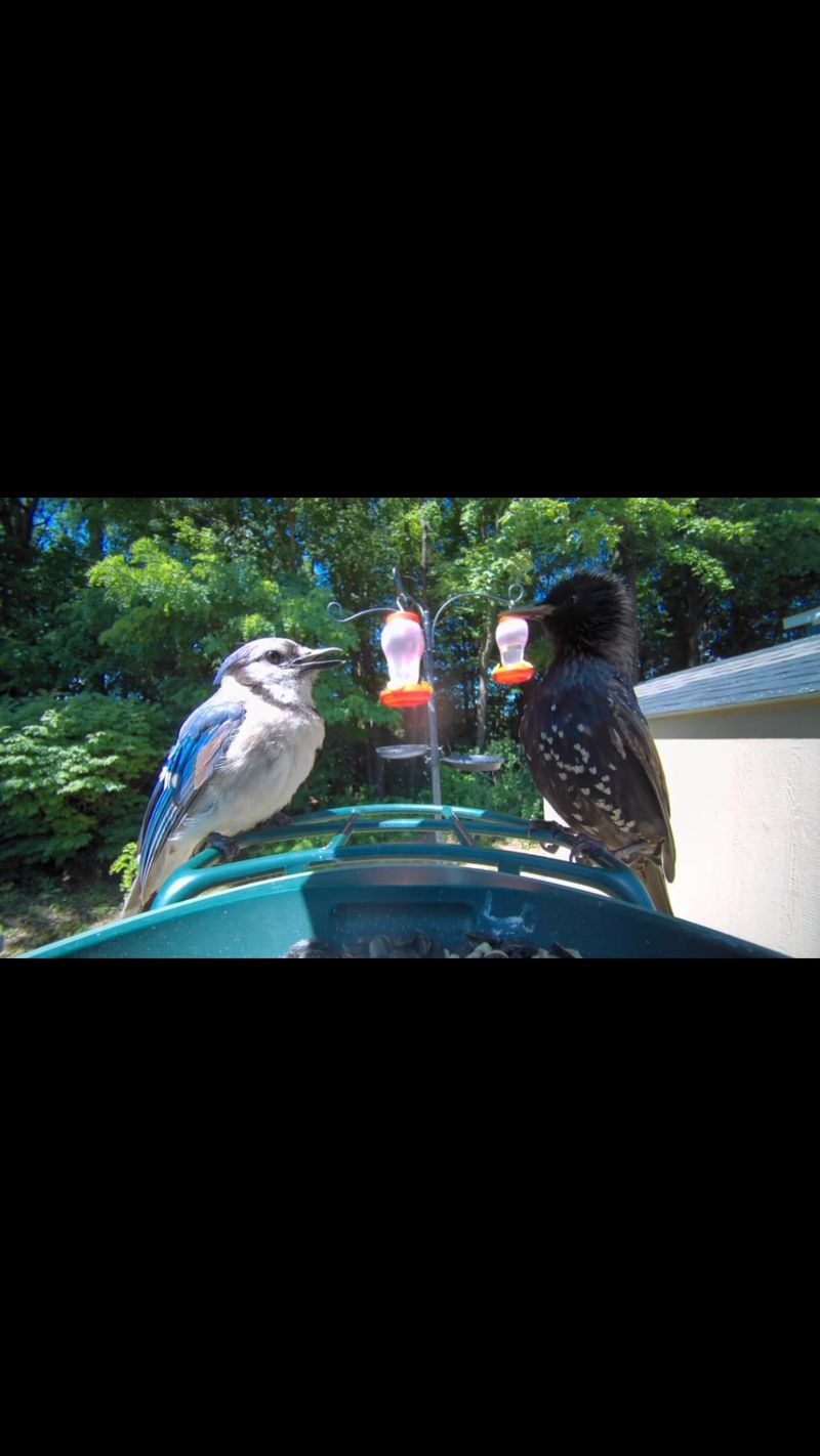 Larger Birds Like Jays and Grackles
