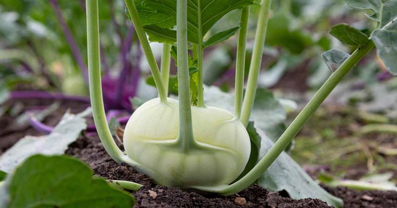 Late-August Timing Fits Some North Carolina Gardens Late-August Timing Fits Some North Carolina Gardens