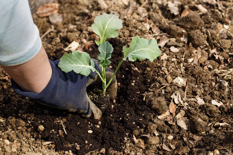 Late August Works Best for Established Broccoli Transplants