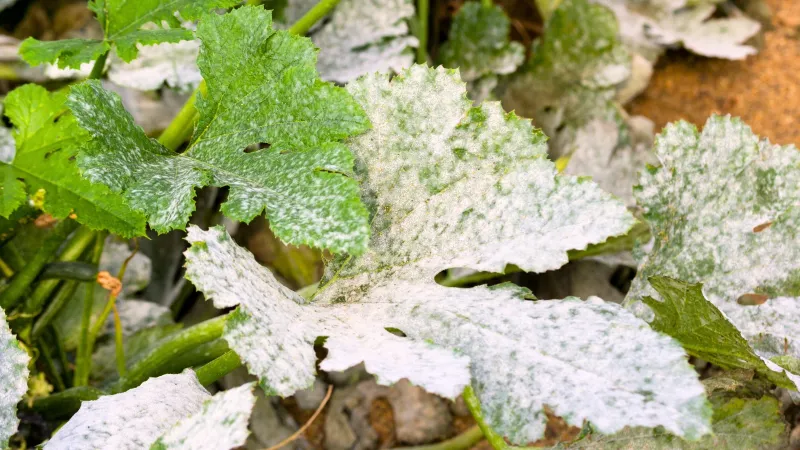 Late-Season Conditions Can Reveal the Disease Late-Season Conditions Can Reveal the Disease