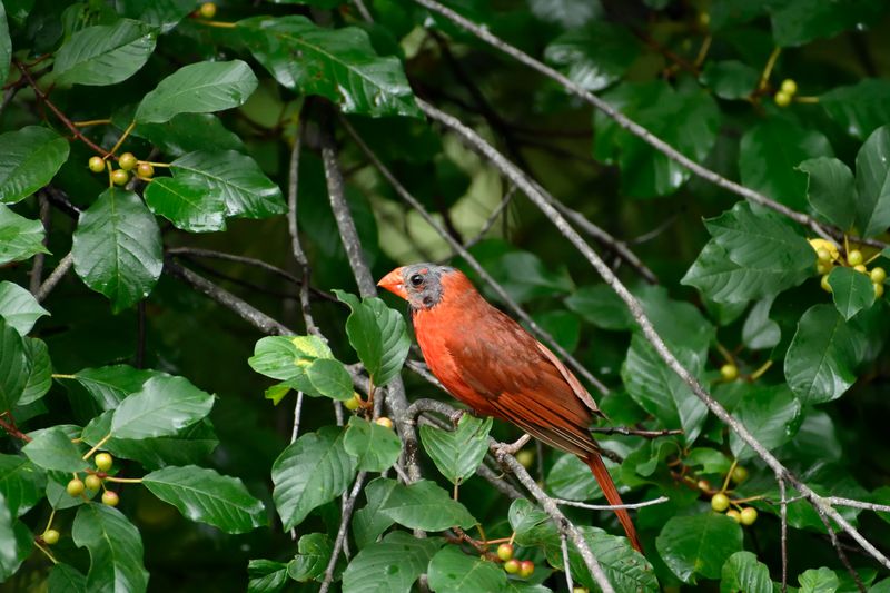 Late Summer Changes the Birds—and Your View of Them