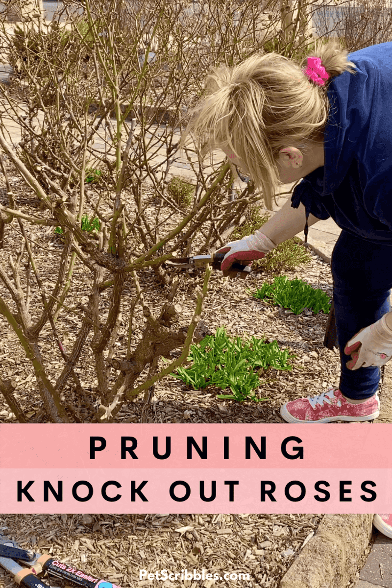 Late-Summer Fertilizer and Hard Pruning Can Backfire