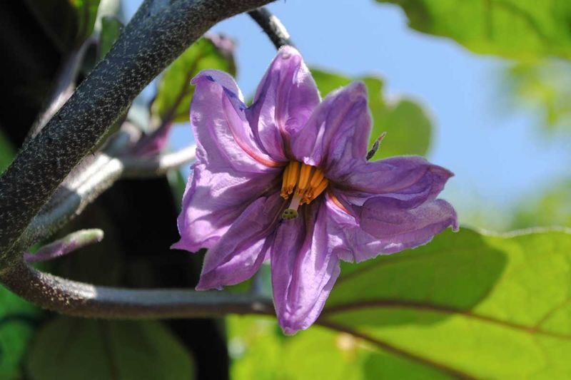 Late-Summer Heat Can Abort Eggplant Flowers