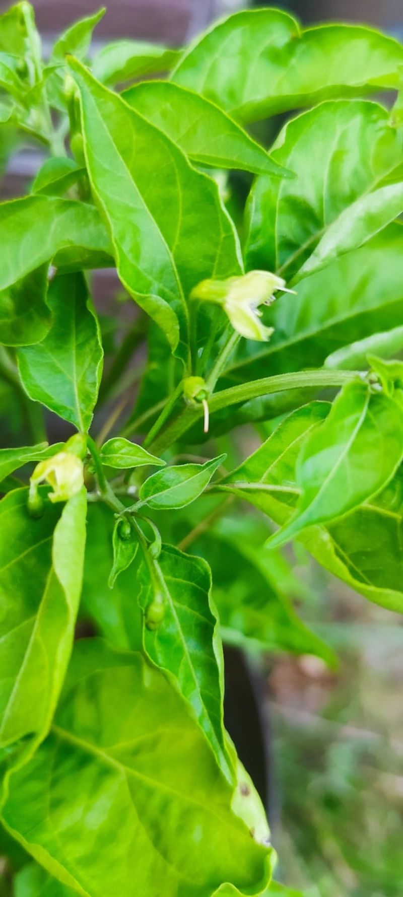 Late-Summer Heat Can Disrupt Flowers and Pollen Late-Summer Heat Can Disrupt Flowers and Pollen