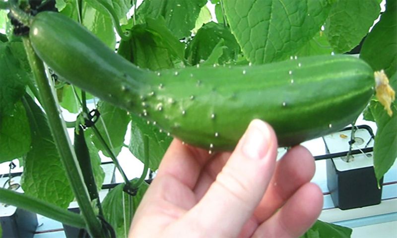 Late-Summer Heat Can Stack the Odds Against Normal Fruit Late-Summer Heat Can Stack the Odds Against Normal Fruit