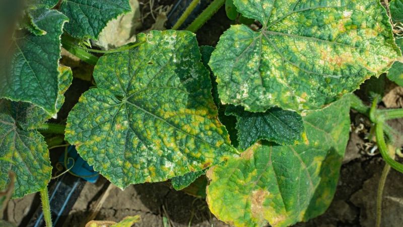 Late-Summer Heat Does Not Establish the Diagnosis