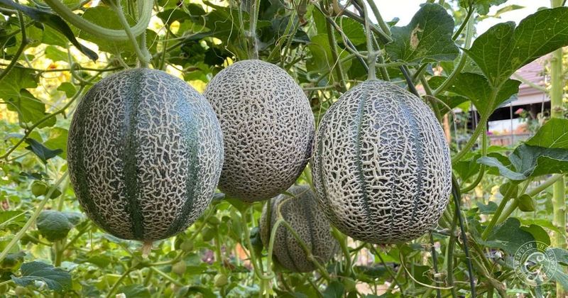 Late moisture may contribute to bland fruit—but it does not prove the cause