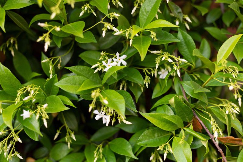 Late nitrogen can leave new growth exposed