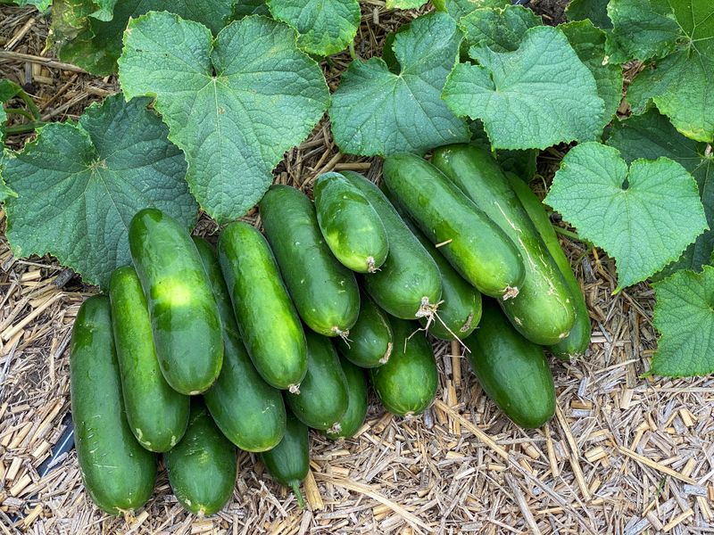 Late picking can cause bitterness even with good irrigation
