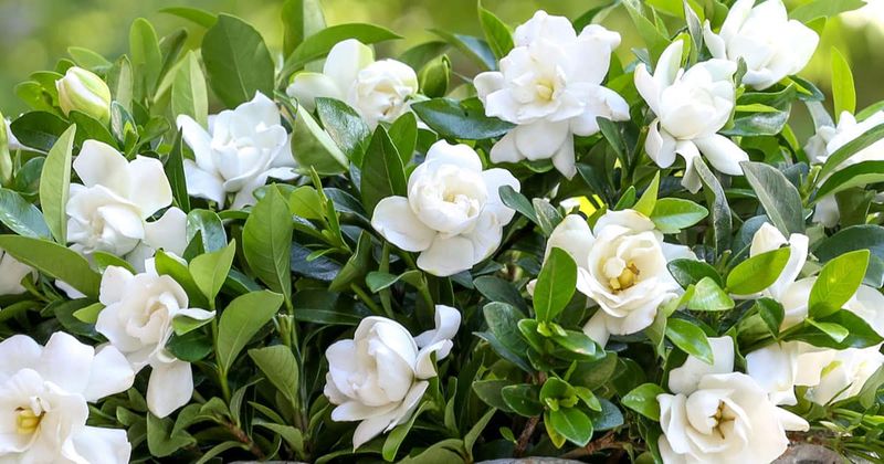 Late pruning may reduce later and next-season flowers