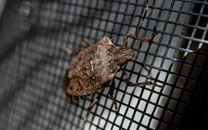 Late-season BMSB movement usually means shelter-seeking, not indoor breeding