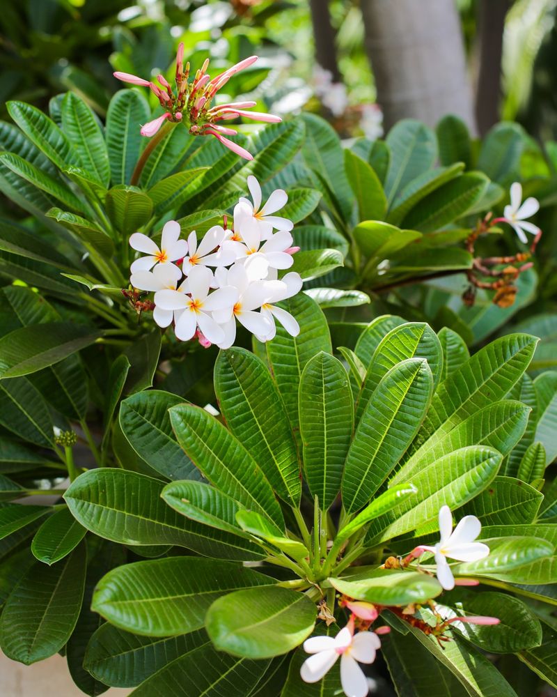 Late-summer care cannot guarantee new buds