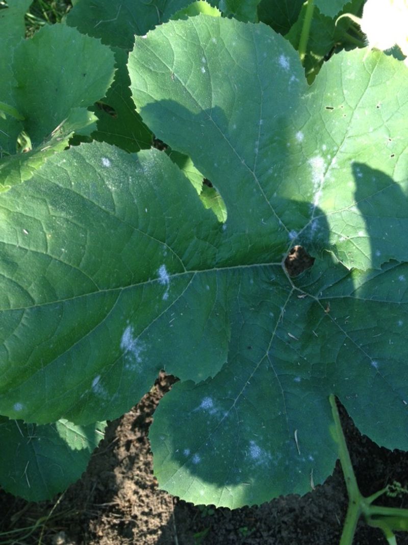 Late-summer conditions can intensify mildew and leaf decline