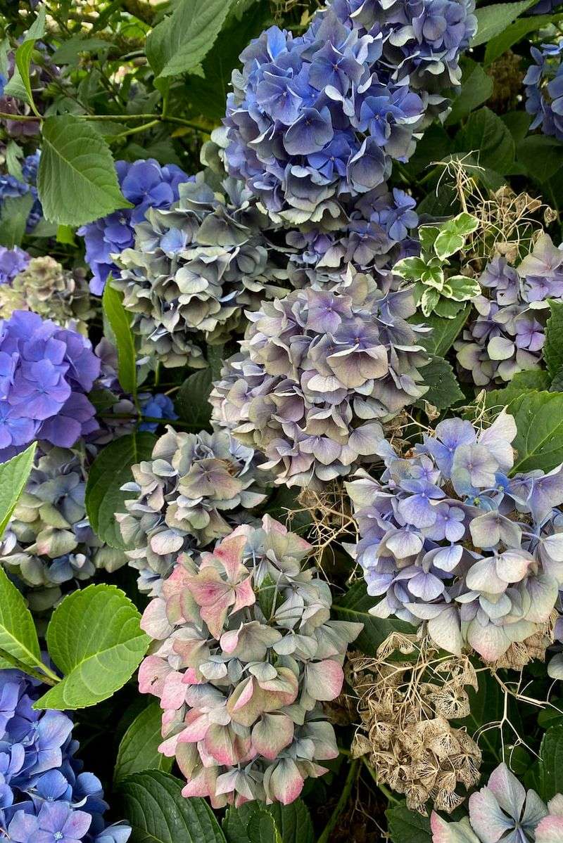 Late-summer fading can be completely normal