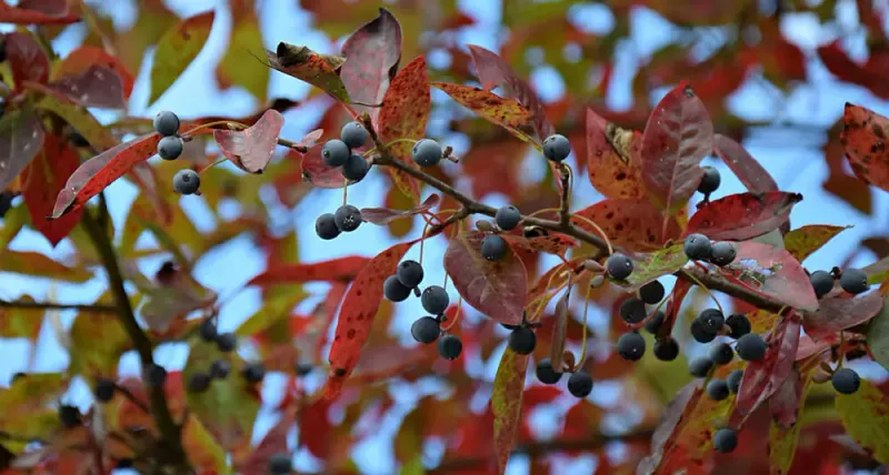 Late-summer fruit supports birds and small mammals Late-summer fruit supports birds and small mammals