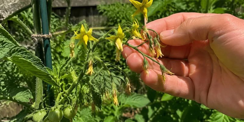 Late-summer heat can damage flowers directly