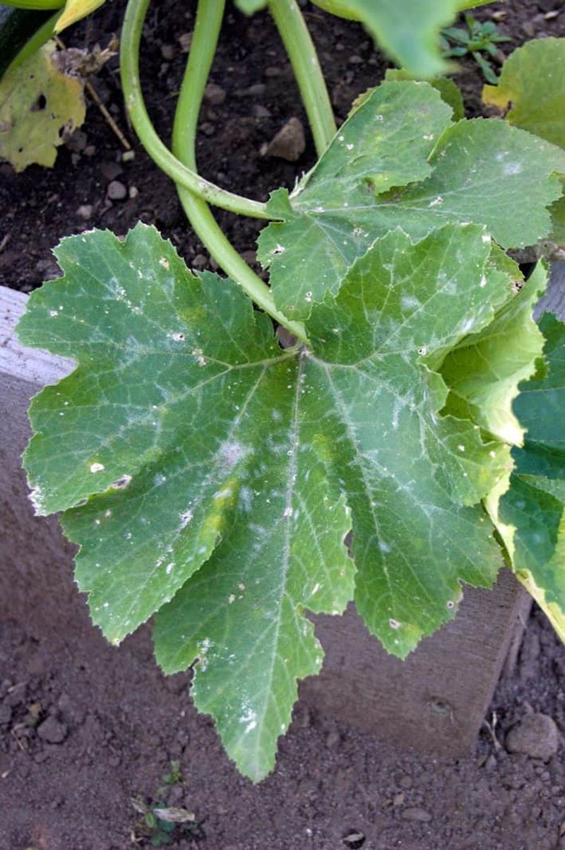 Late-summer heat does not make downy mildew the default
