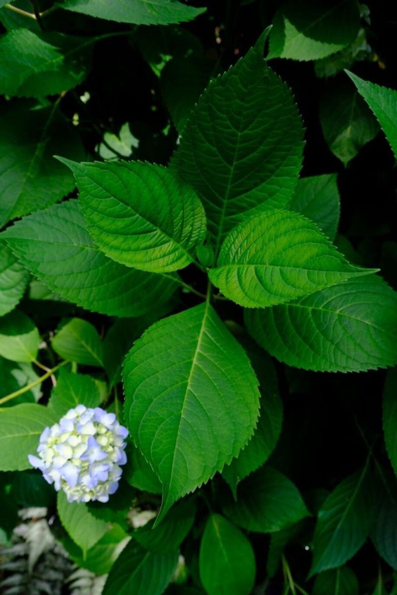 Late-summer heat may reveal—and worsen—a bloom problem