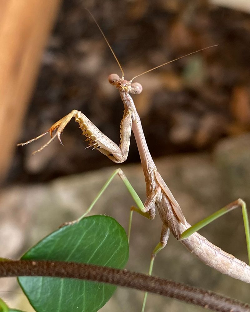 Late summer makes a mantis easier to notice