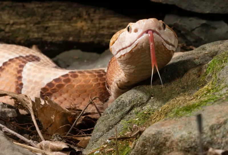 Late summer makes encounters plausible, but records do not count every snake Late summer makes encounters plausible, but records do not count every snake