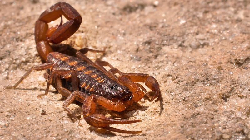 Late-summer sightings reflect conditions, not a proven statewide surge