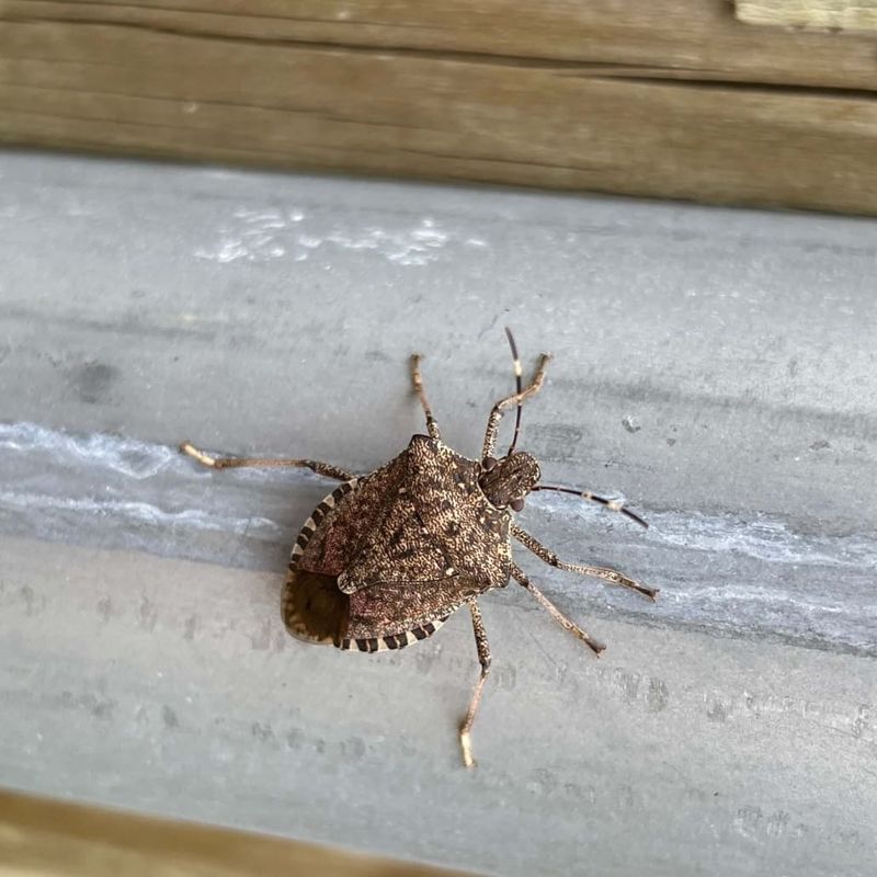 Late-summer sightings usually mark a seasonal shift