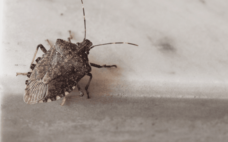Late summer signals a seasonal move—not necessarily a yard infestation Late summer signals a seasonal move—not necessarily a yard infestation