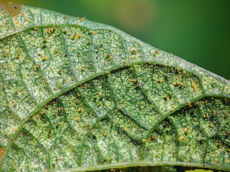 Late-summer silvering makes spider mites a leading suspect