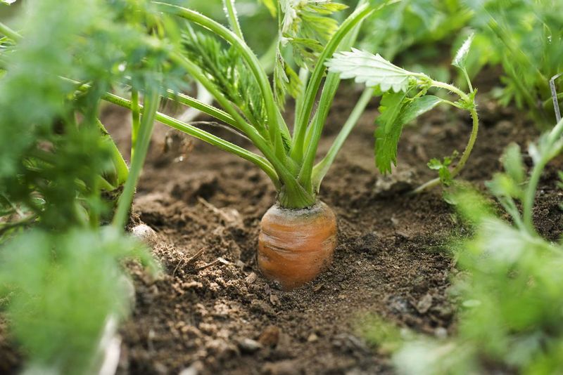 Late-summer soil can make carrot germination slow and uneven