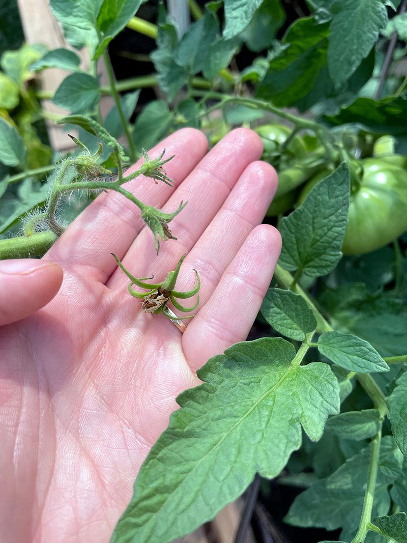 Late-summer tomato stalls often begin with heat-impaired reproduction