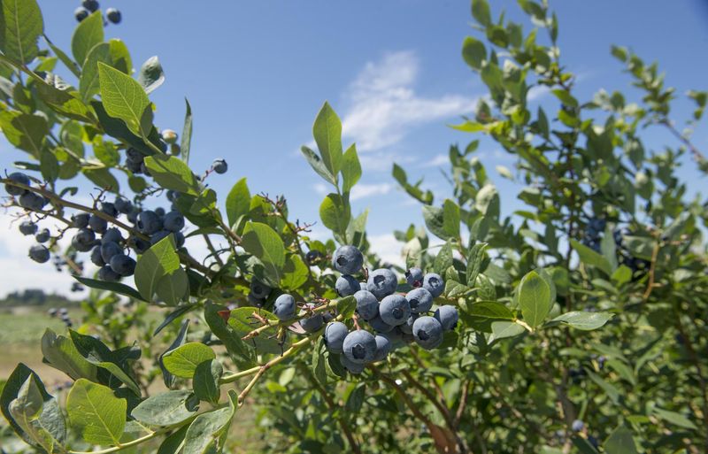 Late summer—not the last picking—sets the biological context
