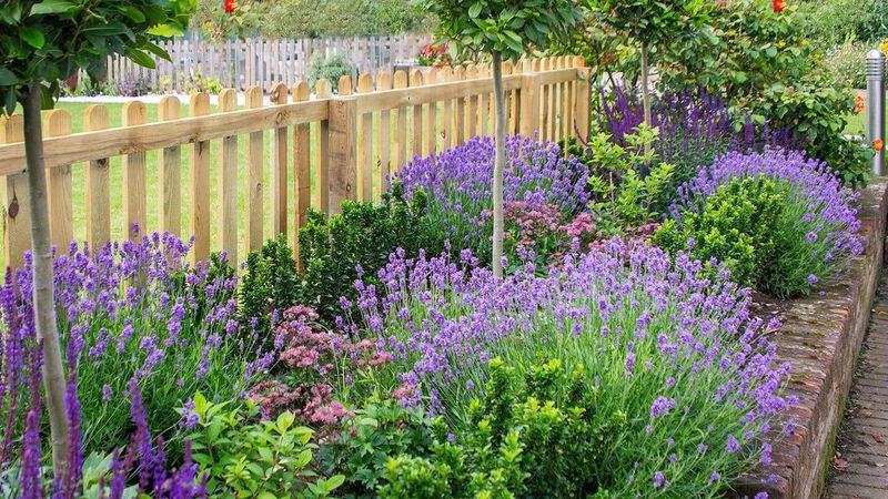 Lavender