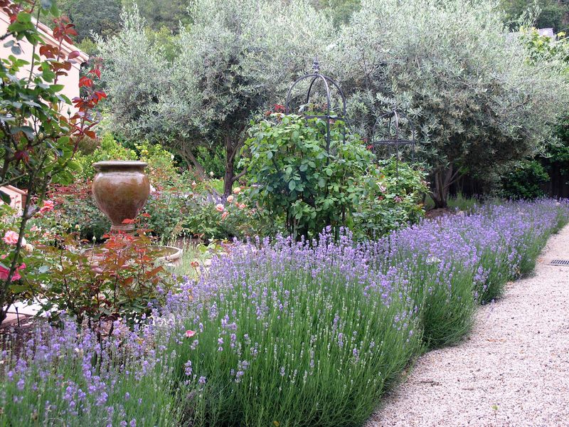 Lavender