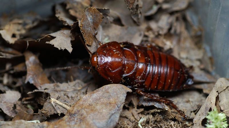 Leaf Litter Under Shrubs and Foundation Plants