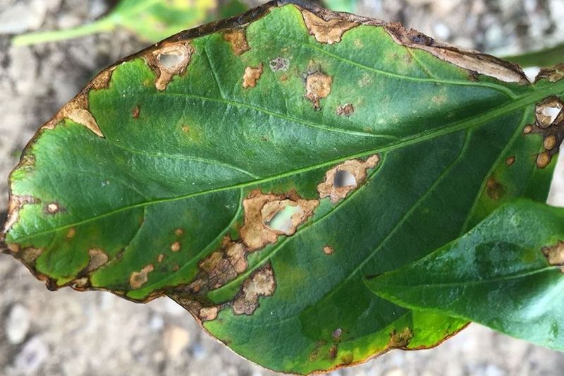 Leaf and fruit spots point beyond watering